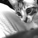 scentofspring avatar