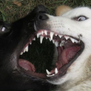 schattenkindd avatar