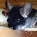 scheelelillies avatar