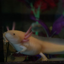 schicksalderkatze avatar