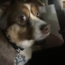 schingleblurkabop avatar