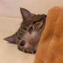 schleesmuskel avatar