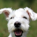 schnauzer avatar