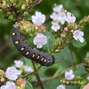 schneegloeckchen avatar