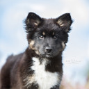 schnutenkunst avatar