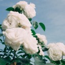 scholarofthewhiterosebud avatar