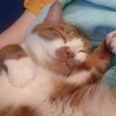 school--shenanigans avatar