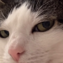 schrodingers-blursed-kitty avatar