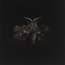 schrodingers-moth avatar