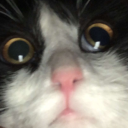 schrodingersgerbil avatar