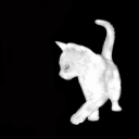 schrodingerslolcat avatar
