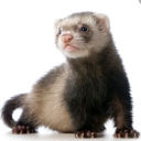 schrondingers-dumbass avatar