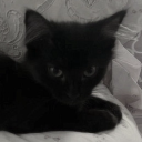schwarzkatje avatar