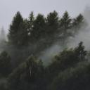 schwarzwald-nebel avatar