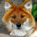 science-dhole avatar