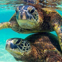 scienceebitch avatar