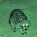 scienceraccoon avatar