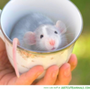 sciencesnakesandkeys avatar