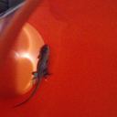 scientific-kind-of-gal avatar