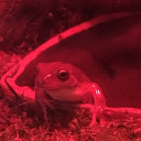 scientific-silencekit avatar