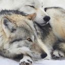 scillasmonster avatar