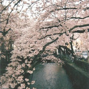 scintillatingstarlight avatar