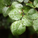 scissor-happy avatar