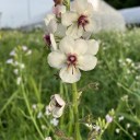 sclerotized-wibee avatar