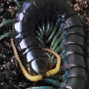 scolopendramorsitans avatar