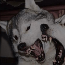 scoobydaneydoo avatar