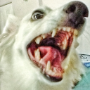 scoretheearth avatar