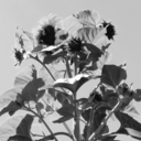 scorpiohorse17-blog avatar