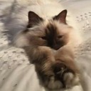 scorpiomoon1111 avatar