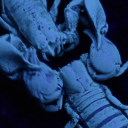 scorpion-face avatar