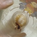 scorpion-in-a-cup avatar