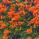 scorpionoodlehead avatar