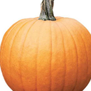 scorpionpumpkin avatar