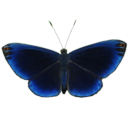 scorpiovelaryon avatar