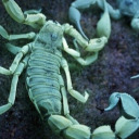 scorpiusstars avatar