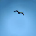 scotszoologist avatar