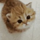 scottishcookie avatar