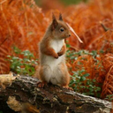 scottishsquirrel avatar