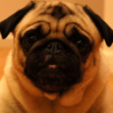 scoutiepug-blog avatar