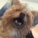 scratch-the-anti avatar