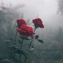 scream-feeling-tothe-moon avatar