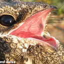 screambirdscreaming avatar