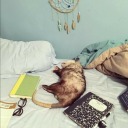 screaming-opossum avatar