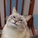 screaming-pee avatar