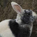 screamingbeckonthesilent avatar