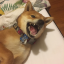 screamingbrushwooddog avatar